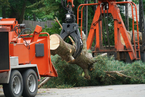 Best Tree and Shrub Care  in Belle, WV